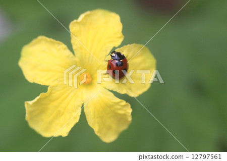 Botanical flower and ladybird 12797561