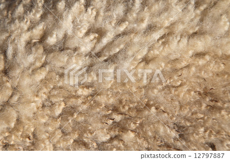 Sheep's hair background Sheep's hair background 12797887