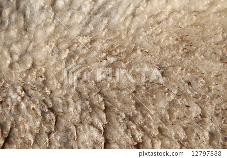 Sheep's hair background material Sheep's hair background material 12797888
