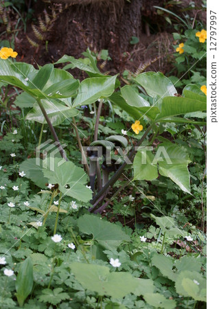 Musashi stirrup Musashi Bumi's glove from Ambumi...? 12797997