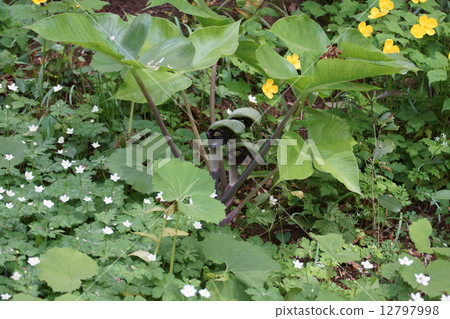 Musashi stirrup Musashi Bumi's glove from Ambumi...? Musashi stirrup Musashi Bumi's glove from Ambumi...? 12797998