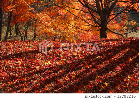 Autumn leaves and fallen leaves 12798210