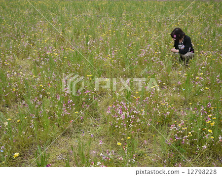 摘花 摘花 12798228