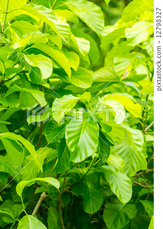 leaf 12798327