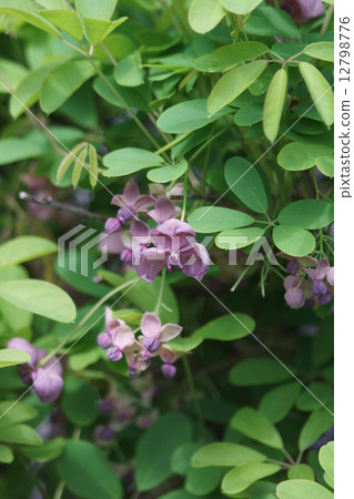 Akibi之花。圍繞女性花的男性花 12798776