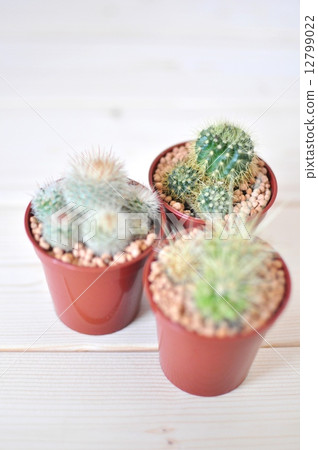 Cactus 12799022
