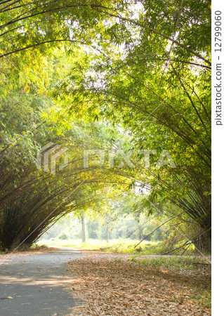Bamboo tunnel along the asphalt road. Bamboo tunnel along the asphalt road. 12799060