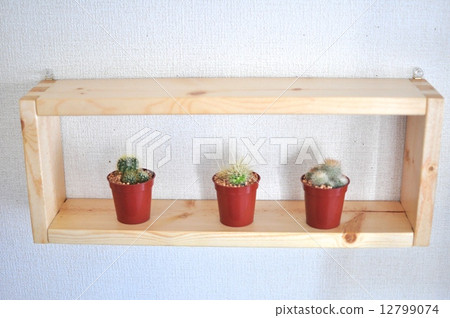 Cactus 12799074