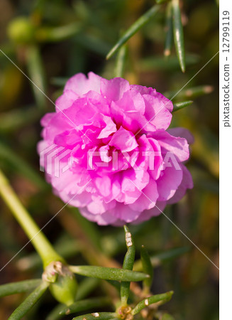 Pink common Purslane flower. 12799119