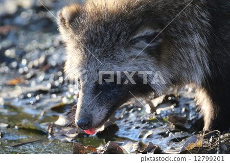Raccoon dog 12799201