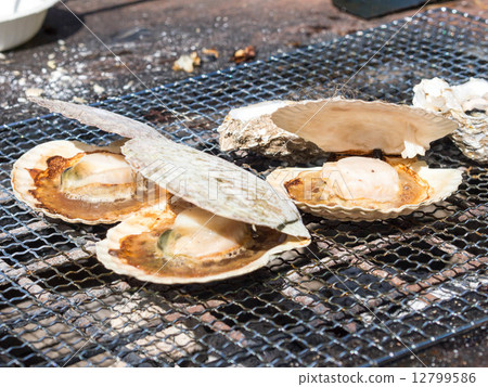 Scallop Scallop 12799586