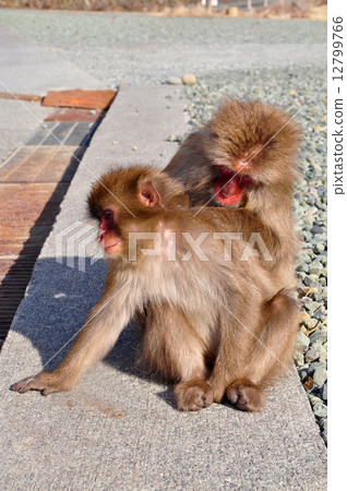 Monkeys of Katsuzaki Monkeys of Katsuzaki 12799766
