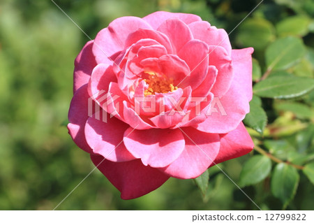 紅玫瑰小玫瑰花·梅花花花公子 12799822