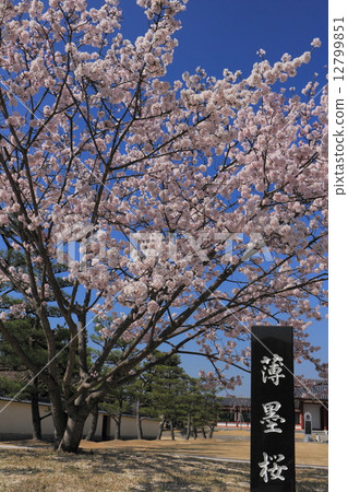 在Yakushiji寺廟的輕的櫻花 12799851