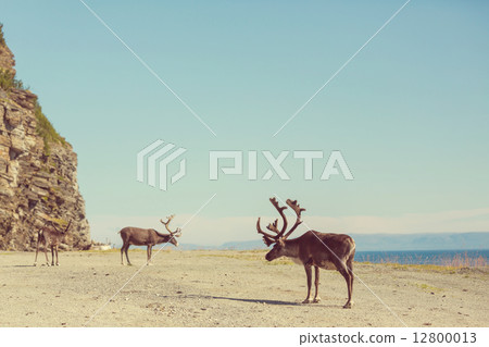 Raindeer 12800013