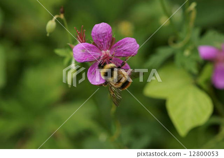 Bull's bumblebee hanging ashes of Asama Furo 12800053