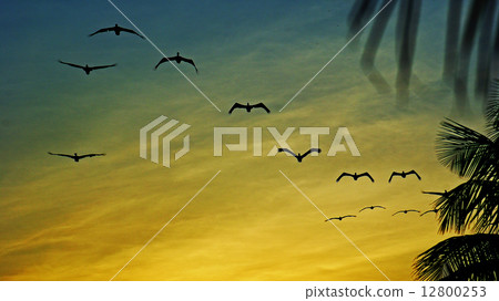 Pelicans at Sunset 12800253