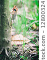 Chameleon climbing a tree 12800324