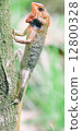 Chameleon climbing a tree 12800328