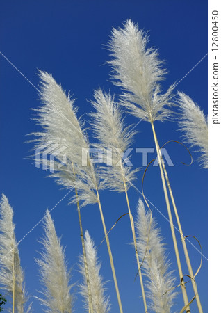 Suzuki in the blue sky 12800450