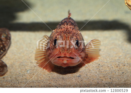 蝎子魚 蝎子魚 12800529