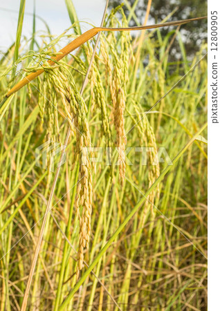 Rice plant and grain Rice plant and grain 12800905