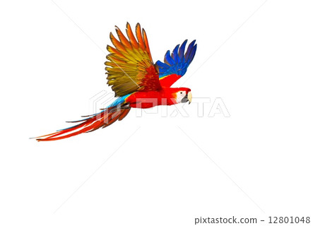 Colourful flying parrot isolated on white 12801048