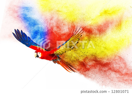Colourful flying parrot isolated on white Colourful flying parrot isolated on white 12801071