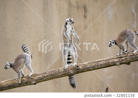 lemur monkey while standing 12801138