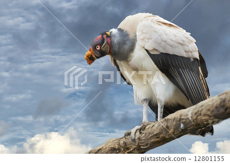 sarcoramphus papa on cloudy sky background 12801155