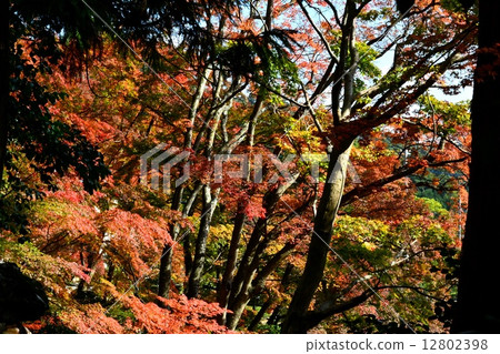 秋天的樹葉 秋天的樹葉 12802398