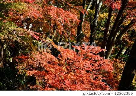 秋天的樹葉 12802399