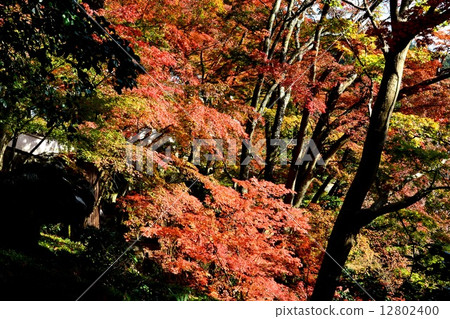 秋天的樹葉 秋天的樹葉 12802400