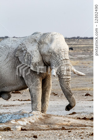 White african elephants on Etosha waterhole 12802490
