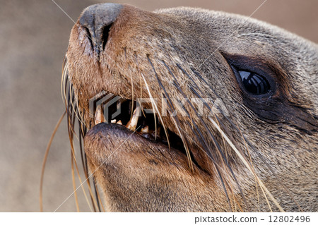 portrait of Brown fur seal - sea lions in Namibia 12802496