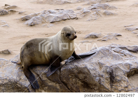 Small sea lion - Brown fur seal in Cape Cross, Namibia Small sea lion - Brown fur seal in Cape Cross, Namibia 12802497