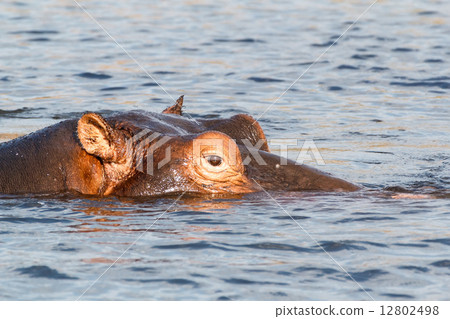 portrait of Hippo Hippopotamus Hippopotamus portrait of Hippo Hippopotamus Hippopotamus 12802498