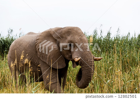 African Elephant in Etosha national Park 12802501