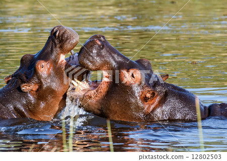 Two fighting young male hippopotamus Hippopotamus 12802503
