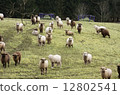 A flock of sheep 12802541