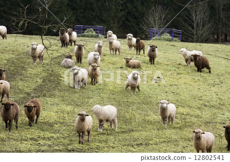 A flock of sheep 12802541