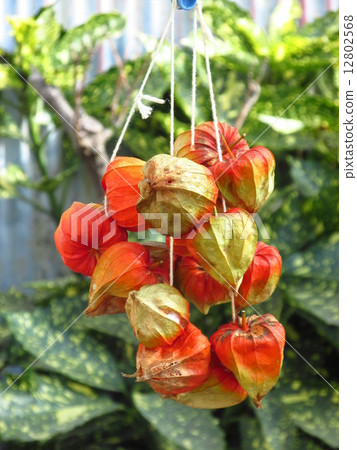 地面櫻桃 12802568