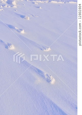 Snowy field Snowy field 12802804