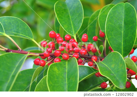 鐵冬青實 12802902