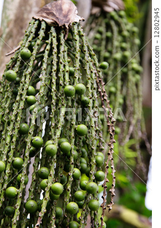 Arenga pinnata palm seed background   12802945