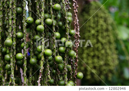 Arenga pinnata palm seed background   12802946