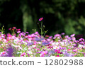 Cosmos one wheel 12802988