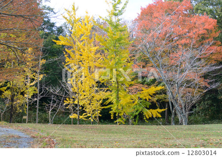 Yellow leaves of ginkgo biloba Yellow leaves of ginkgo biloba 12803014
