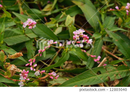 Plants · Flounder family 12803040