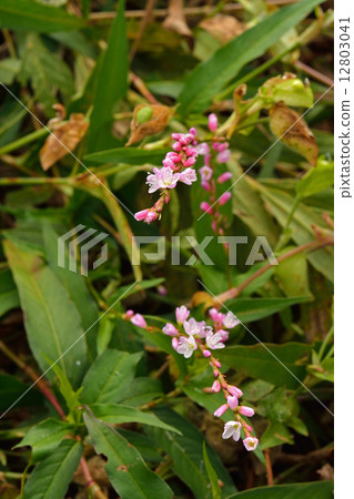 Plants · Flounder family 12803041